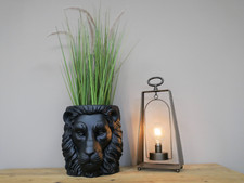 Unusual Black Lion Head Garden