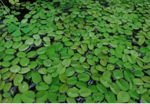 Water spangles salvinia - -,