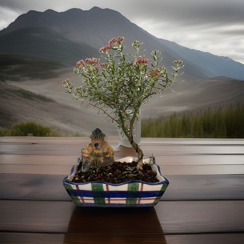 Crassula sarcocaulis hardy - crassula,