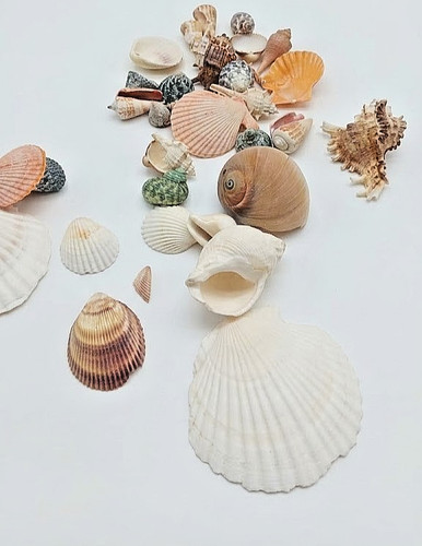 Sea shells large natural - shells, 500g