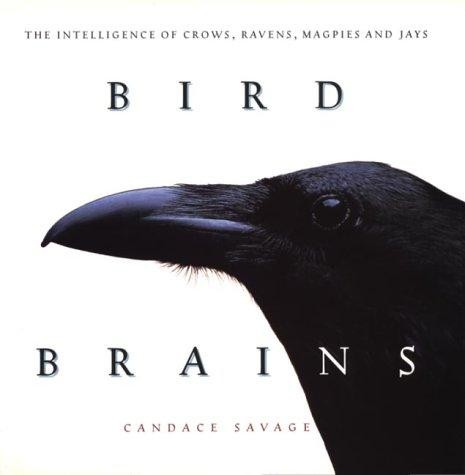 Bird brains intelligence - brains:, of