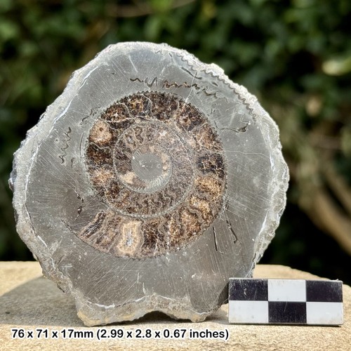 Cut polished yorkshire - cut,