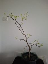 Wisteria pre-bonsai Cm  80