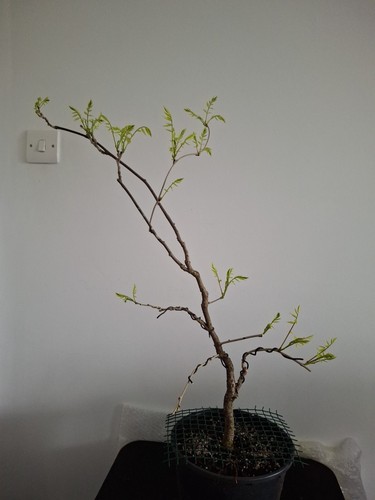 Wisteria pre bonsai - wisteria, pre-bonsai