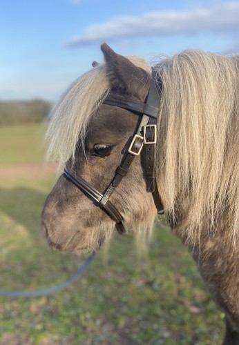 Filly slip hand bitless - filly, in-hand