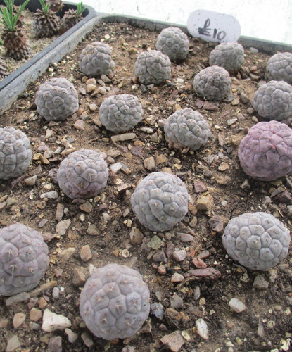 Tephrocactus geometricus - geometricus,