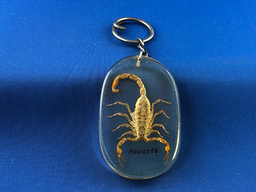 Vintage mexico real scorpion - vintage,