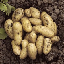 Seed Potato 'Charlotte'