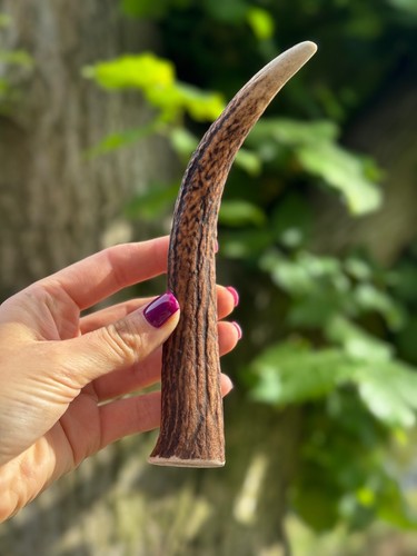 Red deer antler dog - red,