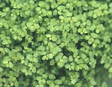 Baby Tears Helxine Soleirolii- 9cm Pot, versatile green carpet- Lot of 3 plants