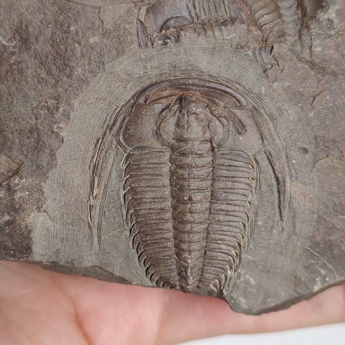 Trilobite fossil natural - trilobite,