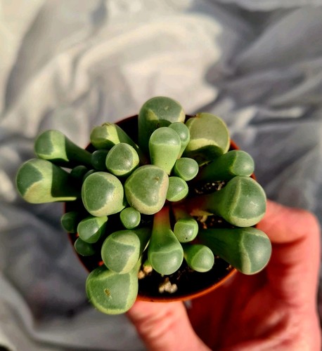 Fenestraria aurantica baby - fenestraria,