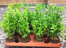 10-40 X 12cm Pot Box Hedging