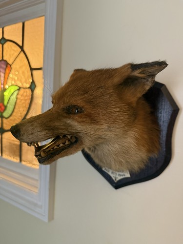 Taxidermy fox head - fox,