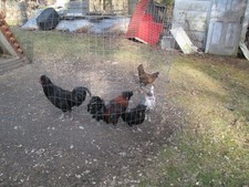 12 ++? polish and bantam mix
