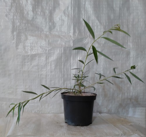 Weeping willow salix - willow,,
