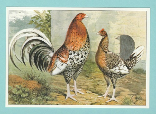 Poultry rob roy postcard - poultry,