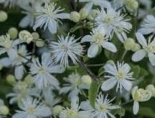 Wild Clematis Seed, clematis vitalba, Old Man’s Beard, Traveller’s Joy. 30 Seeds