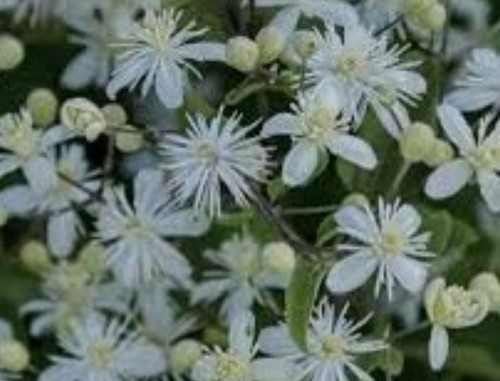Wild clematis seed - wild, seed,