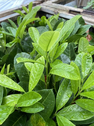 Cherry laurel plug - cherry, plants
