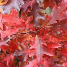 Quercus rubra Red Oak Sapling