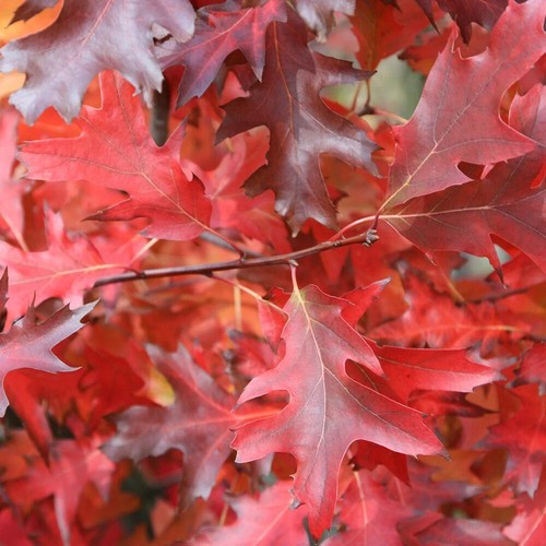 Quercus rubra red - quercus,