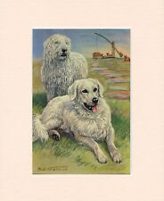 KOMONDOR AND KUVASZ ORIGINAL OLD 1950's DOG ART PRINT READY MOUNTED