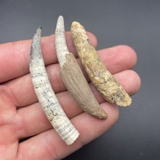 Cetacean Fossil Teeth