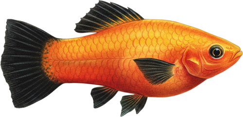 Platy fish self - self, adhesive