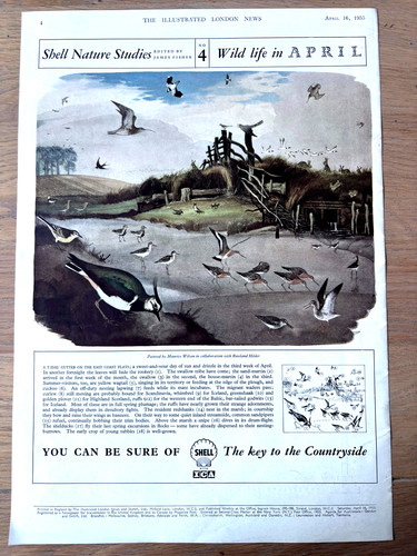 1950 art nature - art, studies