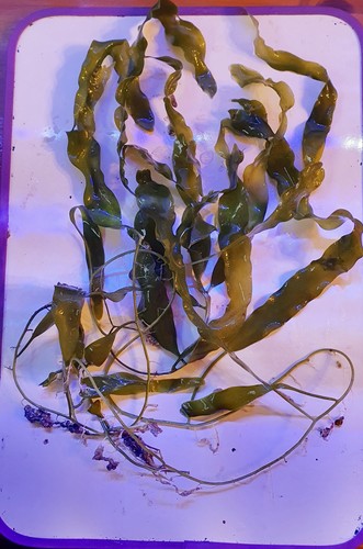 Marine macro algae - ,, caulerpa
