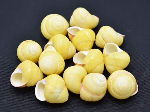 Small yellow land snail - land,