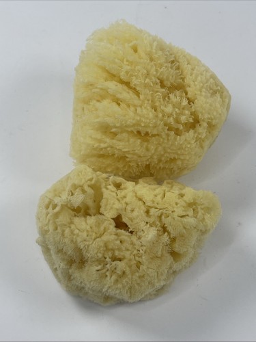 Natural sea sponge - sponge, for