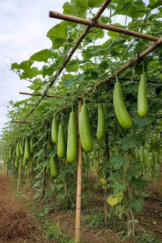 Best quality bottle gourd - best,