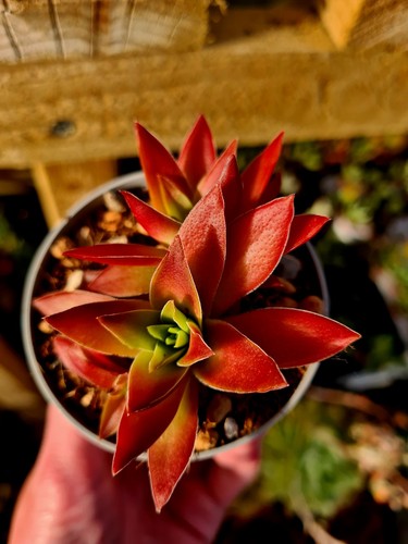 Crassula pagoda succulent - pagoda,