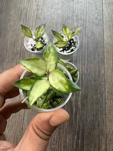 Hoya lacunosa inner variegated - hoya,