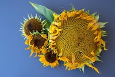 Mammoth Sunflower Seeds for