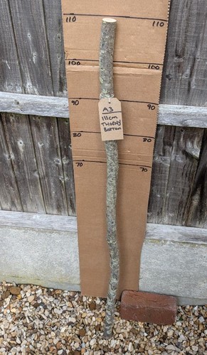 Blackthorn walking stick shank - blackthorn,