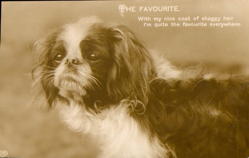 Dog the favorite japanese - favorite,