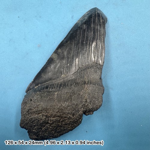 Authentic carcharodon - authentic,