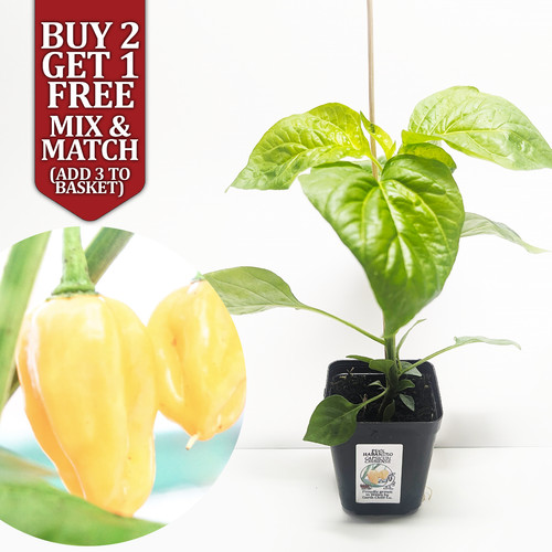 Habanero pink rare chilli - habanero,