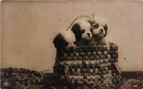 Cpa pekingese puppies dogs - pekingese,