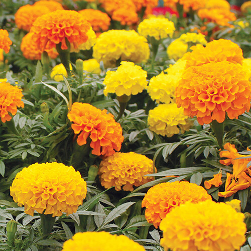 Crackerjack mix marigold - crackerjack, seeds