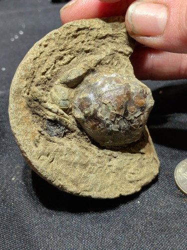 Fossilized crab concretion - fossilized,
