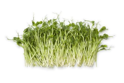 Sprouting pea serge seeds - sprouting,