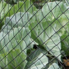 Anti bird crop - crop, veg