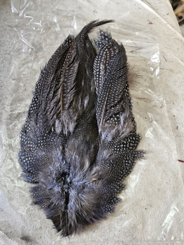 Guinea fowl red - red, tying
