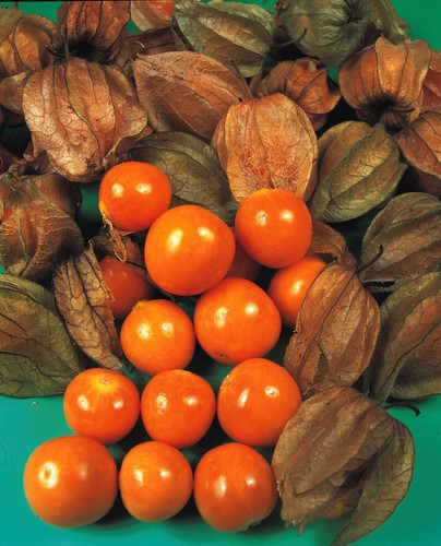 Cape gooseberry seeds 200 - cape,