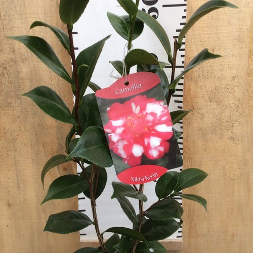 Camellia japonica nikisi - japonica, "