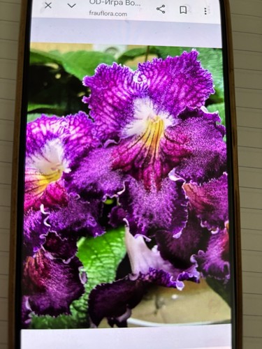 Streptocarpus play of - od,